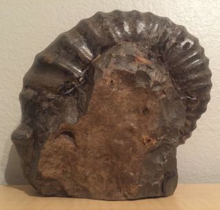 RARE Mexico Fossil Ammonite Romaniceras ornatissimum HUGE Cretaceous Dinosaur 3