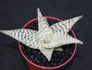 Aloe Cv Delta Lights Exotic Hybrid Rare White Color Succulent Agave Plant 4 " Pot
