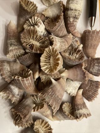 Tooth Tusk Rare Fossil Coral Scleractinia Sailors Valentines Craft Shells 50 Pie