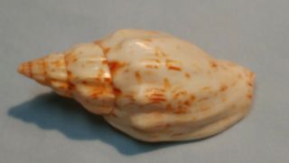 Festilyria Festiva - Rare Volute Specimen Shell From Oman