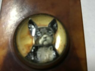 Rare Antique Glass Encased Boston Terrier Brass & Celluloid Paper Clip Germany