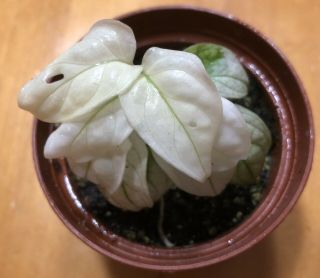 Extremely Rare Variegated Monstera Adansonii Miniature Form/white Monster/aroid
