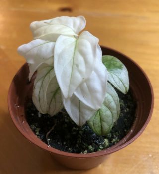 Extremely Rare Variegated Monstera Adansonii Miniature Form/White Monster/Aroid 3
