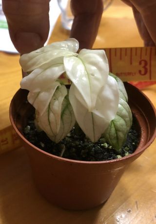 Extremely Rare Variegated Monstera Adansonii Miniature Form/White Monster/Aroid 5