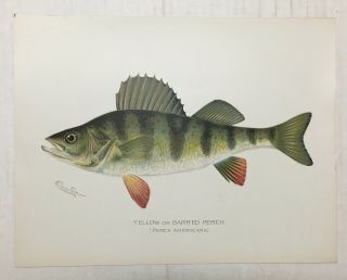 1900 Yellow Perch Barred Fish Print Denton Chromo Lithograph Old
