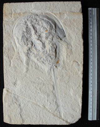 Limulus 16 - Rare Horseshoe Crab - 3d Preservation - Fossils Lebanon