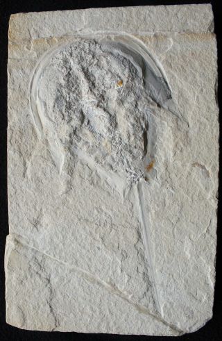 Limulus 16 - Rare Horseshoe Crab - 3D Preservation - Fossils Lebanon 2
