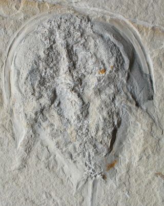Limulus 16 - Rare Horseshoe Crab - 3D Preservation - Fossils Lebanon 3