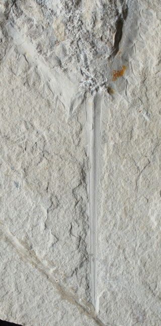 Limulus 16 - Rare Horseshoe Crab - 3D Preservation - Fossils Lebanon 4
