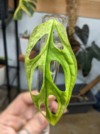 Monstera Adansonii Cutting Variegated Rare Houseplant Not Philodendron