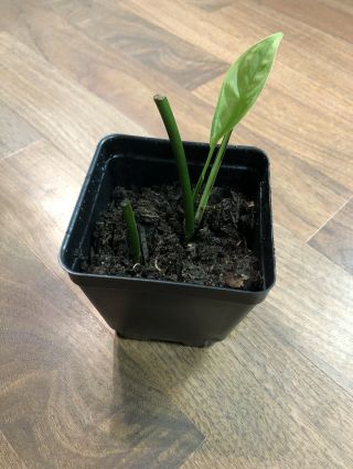 Two Monstera Obliqua Peru Rooted Cuttings Extremely Rare Aroid