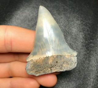 Rare 2.  10 " Lee Creek Aurora Mako Shark Tooth Teeth Fossil Sharks Necklace Jaws