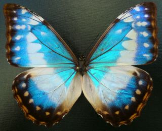 Morpho Cypris Cypris Female Form Cyanites From Colombia,  Rare,
