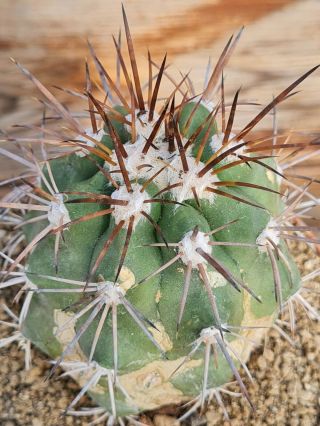 Copiapoa Coquimbana Cupreata Rare Type On Roots Pot 8 Cm Cactus