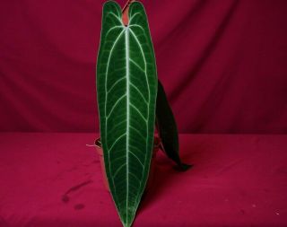Anthurium Warocqueanum Dark Narrow Large Rare Velvet Aroid Plant Queen Anthurium