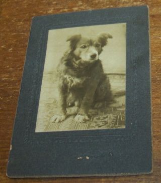 C1900 Antique Dog Cdv Cabinet Card Photo Sepia Toned
