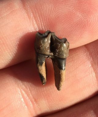 Rare Fossil 3 - Toed Horse Tooth Archaeohippus Ea Miocene Florida