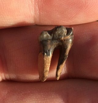 Rare fossil 3 - toed HORSE tooth Archaeohippus ea Miocene Florida 2