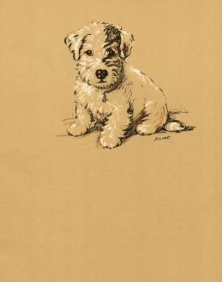 1937 Antique Sealyham Terrier Dog Art Print Lucy Dawson Illustration 3587 - U