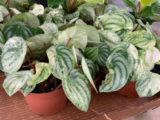Rare Highly Variegated Watermelon Peperomia Plant Rooted Plant 4 " Pot