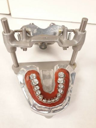 Rare metal orthodontists Columbia Dentoform Dental Training Trainer teeth model 2