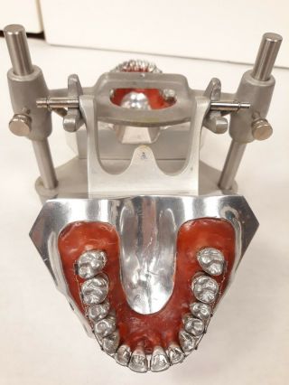 Rare metal orthodontists Columbia Dentoform Dental Training Trainer teeth model 3