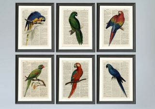 Set Of 6 A4 Vintage Parrot Dictionary Page Art Prints Antique Book Page Art