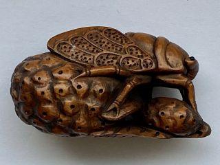 Boxwood Netsuke Hand Carved Cicada Signed Estate