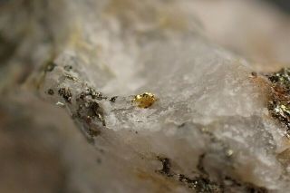 Gold In Quartz Rare Locality Jilove,  Czech Republic