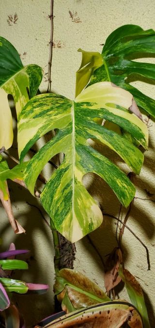 Monstera Aurea Rooted Cutting Yellow Variegated Deliciosa Rare Marmorata Plant 6