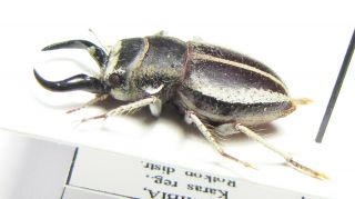 Tenebrionidae,  Calognathus chevrolati,  male,  Namibia VERY RARE 2