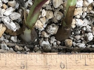 Rare Hippeastrum yungacense,  2 Seedling Bulbs 2