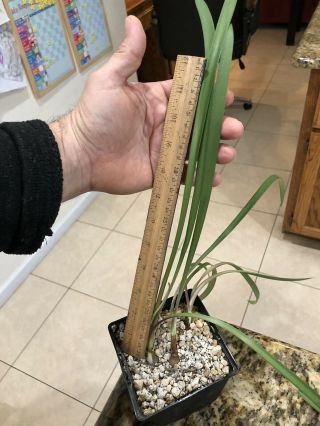 Rare Hippeastrum yungacense,  2 Seedling Bulbs 3