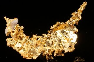 Rare Locale Native Gold Crystal With Quartz Angels Camp,  California - Ex.  Crespi