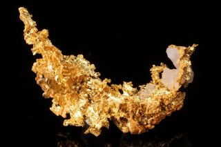 RARE LOCALE Native Gold Crystal with Quartz ANGELS CAMP,  CALIFORNIA - Ex.  Crespi 2