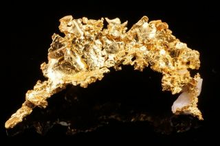 RARE LOCALE Native Gold Crystal with Quartz ANGELS CAMP,  CALIFORNIA - Ex.  Crespi 3