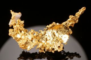 RARE LOCALE Native Gold Crystal with Quartz ANGELS CAMP,  CALIFORNIA - Ex.  Crespi 4