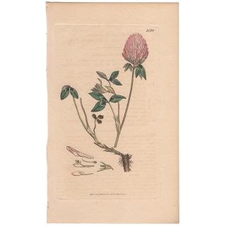 Sowerby Antique 1st Ed 1808 Hand - Colored Engraving,  Pl 1770 Purple Clover
