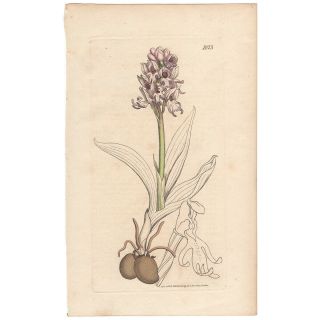 Sowerby Antique 1st Ed 1808 Hand - Colored Engraving,  Pl 1873 Military Orchis
