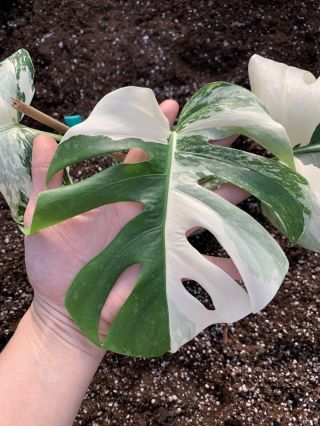 Albo Variegated Borsigiana Monstera Rooted Rare Philodendron Plant