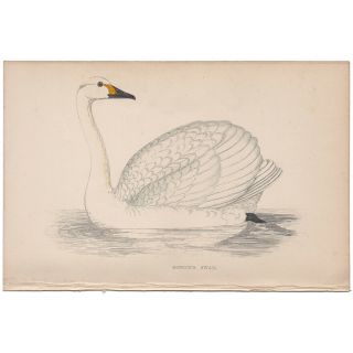 Morris Antique 1863 Hand - Colored Engraving,  Bird Print,  Pl 267 Bewick 