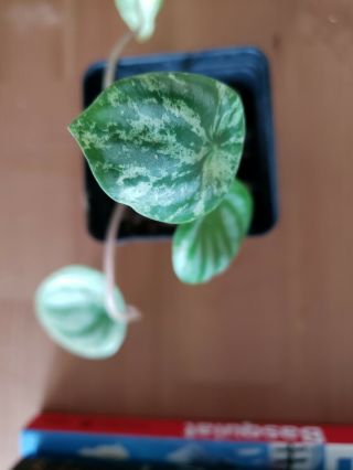 Rare Variegated Watermelon Peperomia Plant not Syngonium Philodendron Monstera 2