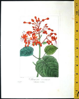 Bessa,  P.  Flore Des Jardiniers,  Volkameria Coccinea,  Hand Col.  Engr. ,  C.  1836