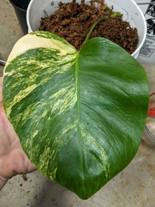 Monstera Aurea Rooted Cutting Variegated Deliciosa Rare Philodendron Houseplant