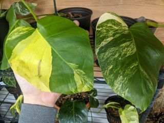 Monstera Aurea Rooted Cutting Variegated Deliciosa Rare Philodendron Houseplant 3