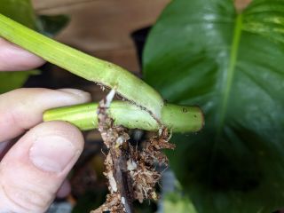 Monstera Aurea Rooted Cutting Variegated Deliciosa Rare Philodendron Houseplant 4