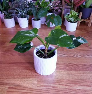 Philodendron White Princess - Very Rare Variegated Aroid