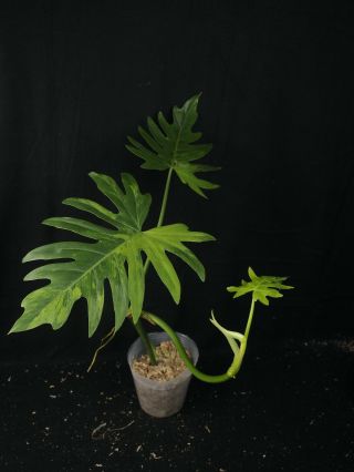 Philodendron Radiatum Variegata,  Well Rooted Plant,  Rare Aroids
