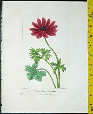 Bessa,  P.  Flore Des Jardiniers,  Anemone Pavonina,  Engraving,  C.  1836