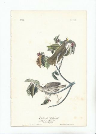Rare 1st Ed Audubon Birds Of America 8vo Print 1841: Wood Thrush 144